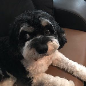 Meet your Posher, Sangeeta